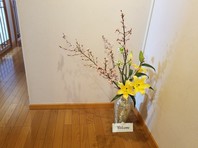 Une promenade ～ペルルのひとり歩き～2018 Vol.1 『serisier さくら』