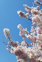 【メンバー様限定フェイシャル】桜の花の咲くころに...2021。Nouveau!